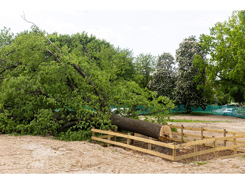 Vilniaus savivaldybė norintiems nukirsti medžius numatė daugiau reikalavimų